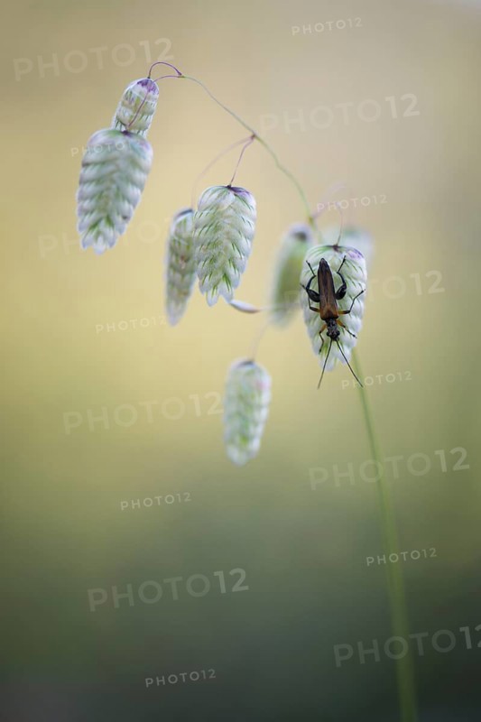 Briza maxima (Briza maxima) with soldier beetle (Cantharidae)