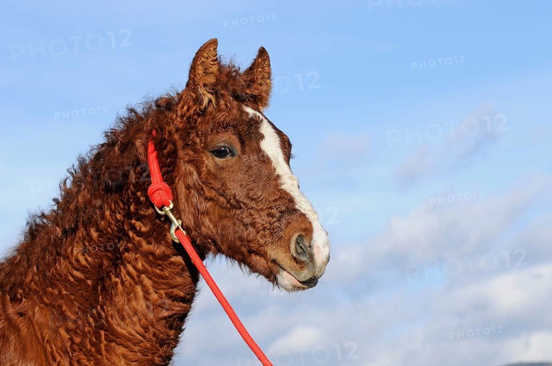 Curly Horse (Equus ferus caballus)
