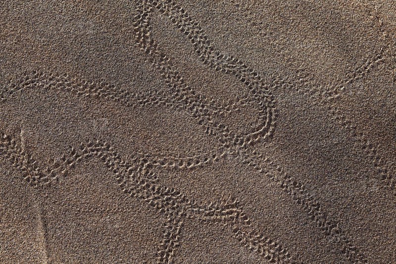 Animal tracks