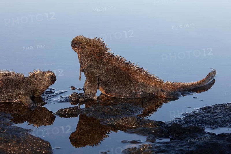 Marine iguanas (Amblyrhynchus cristatus)