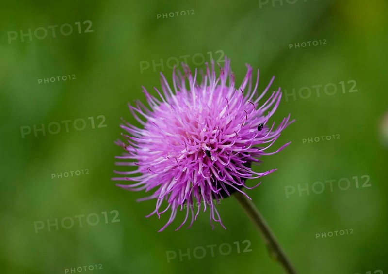 Spear Thistle (Cirsium vulgare)