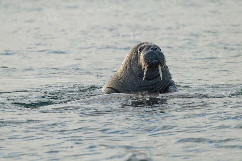 Walrus (Odobenus rosmarus)