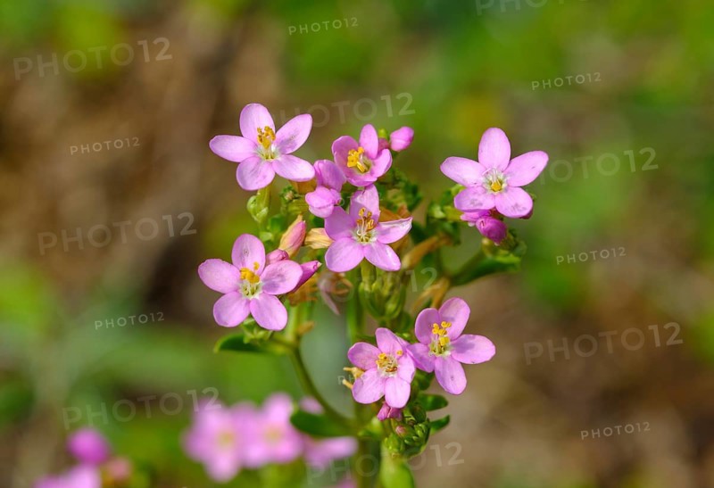 Common centaury (Centaurium erythraea)