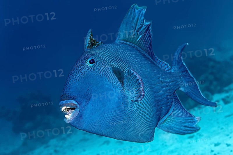 Blue triggerfish (Pseudobalistes fuscus)