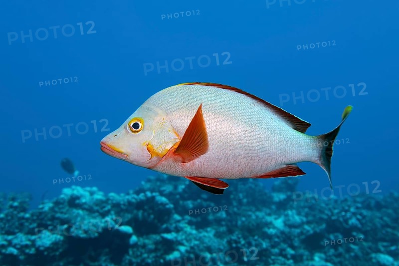 Humpback Red Snapper (Lutjanus gibbus)
