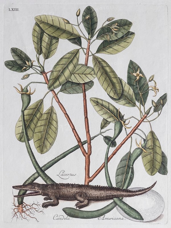 Alligator (Crocodilus dictus) und Mangrovenbaum (Lacertus Candela Americana)