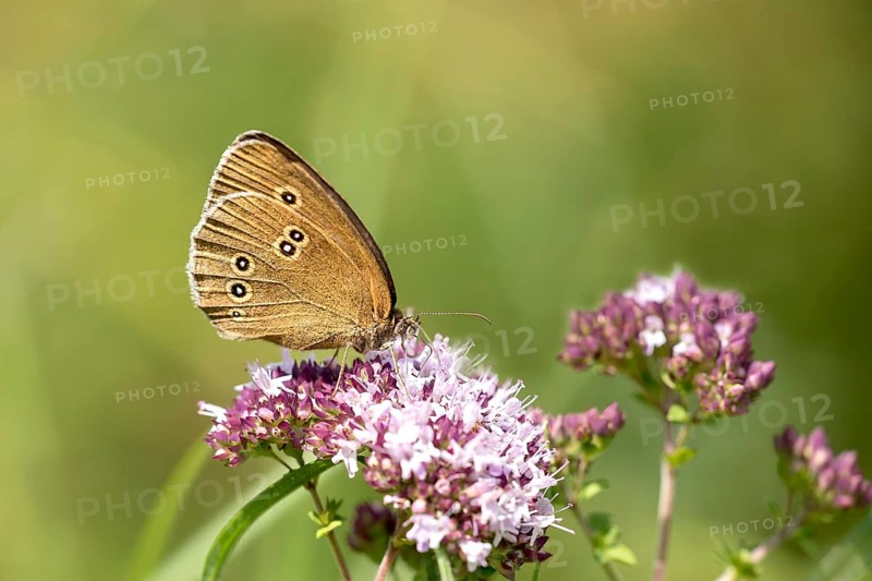 Ringlet (Aphantopus hyperantus) on Hemp agrimony (Eupatorium cannabinum)