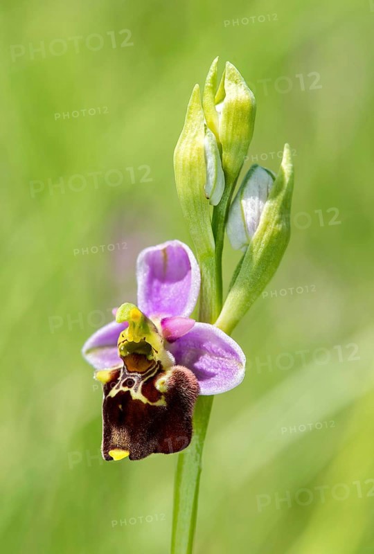 Late spider-orchid (Ophrys fuciflora)