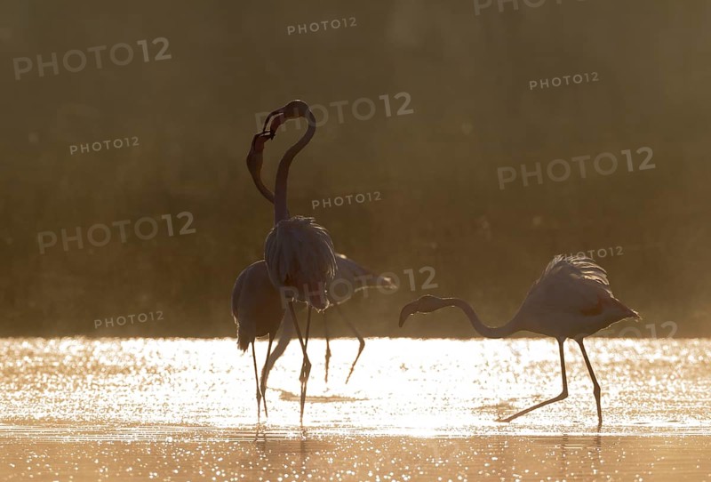Greater Flamingo (Phoenicopterus roseus)