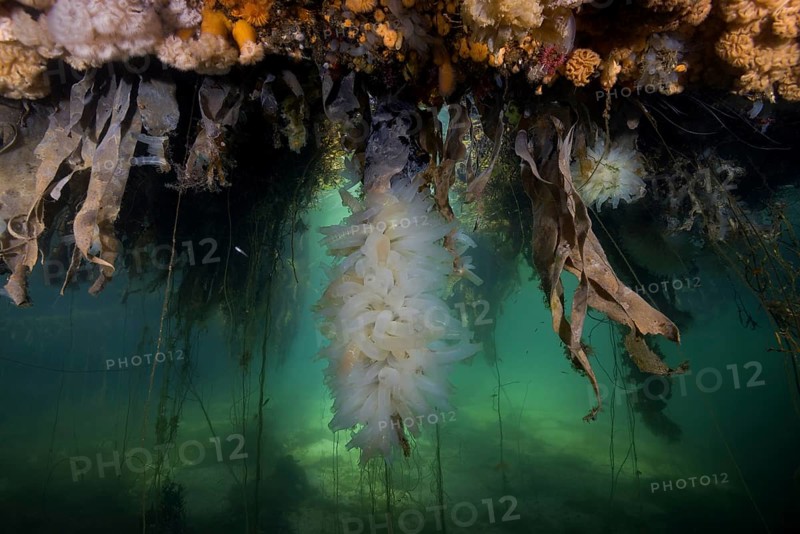 Colony of Transparent sea squirts or Yellow Sea Squirts (Ciona intestinalis)