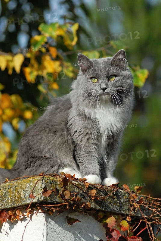 Ragdoll