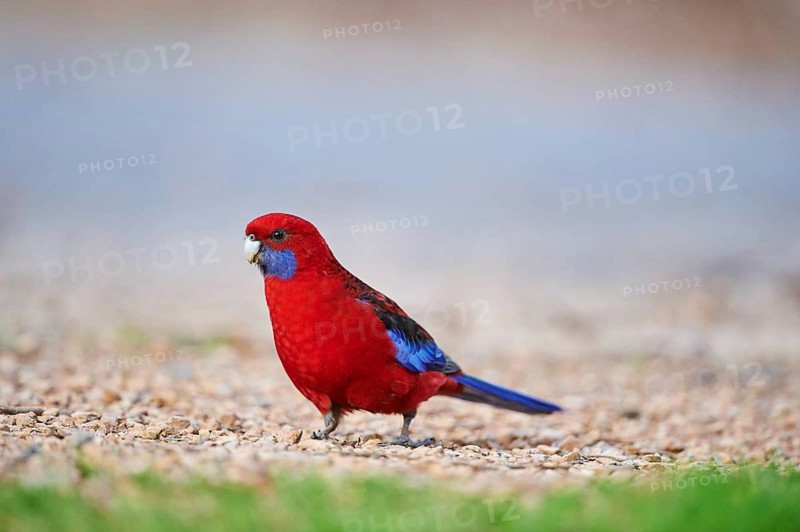 Crimson rosella (Platycercus elegans) on ground