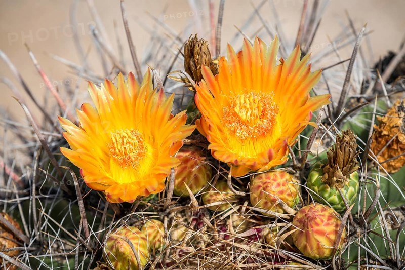 Orange flowering Fishhook Barrel Cactus (Ferocactus wislizeni)