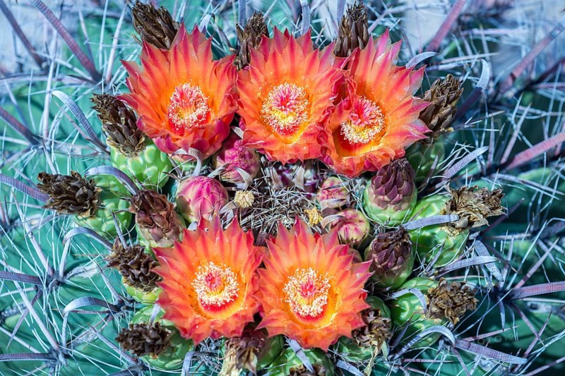 Orange-red flowering Fishhook Barrel Cactus (Ferocactus wislizeni)