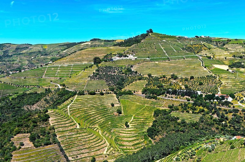 Vineyard region Alto Douro in the valley of Rio Pinhao