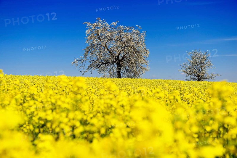 Rapeseed fields and blossoming cherry trees near Stucht