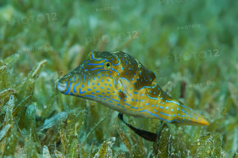 Crowned Puffer (Canthigaster coronata) swim over sea grass