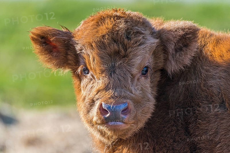 Highland Cattle (Bos primigenius taurus)