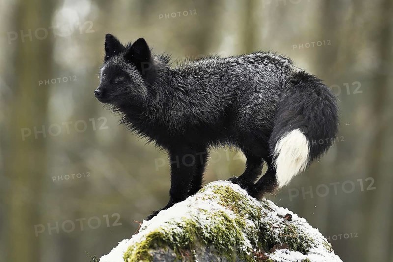 Silver fox