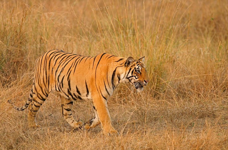 Bengal tiger (Panthera tigris tigris)