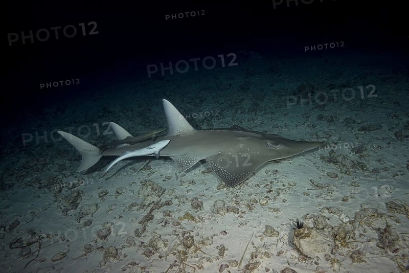Giant Guitarfish (Rhynchobatus djiddensis) swims over sandy bottom in the night
