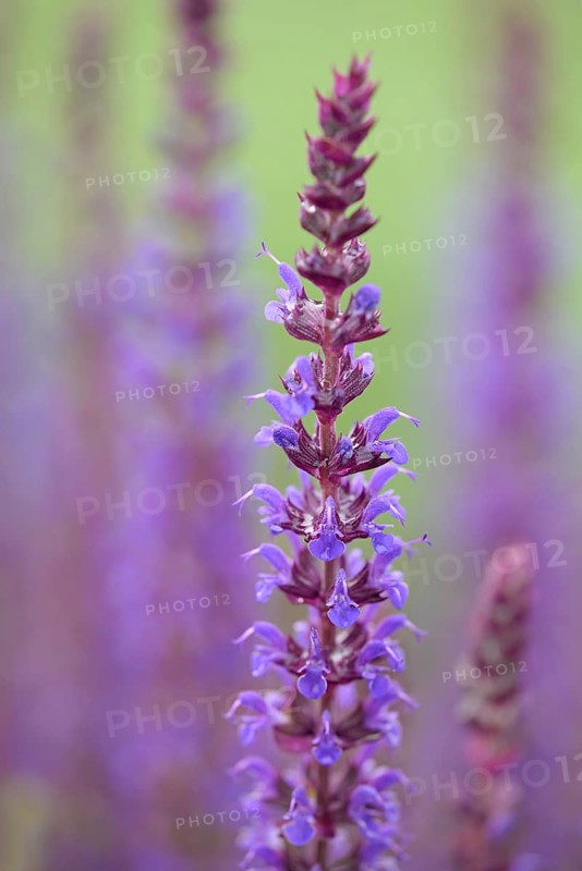 Woodland sage (Salvia nemorosa)