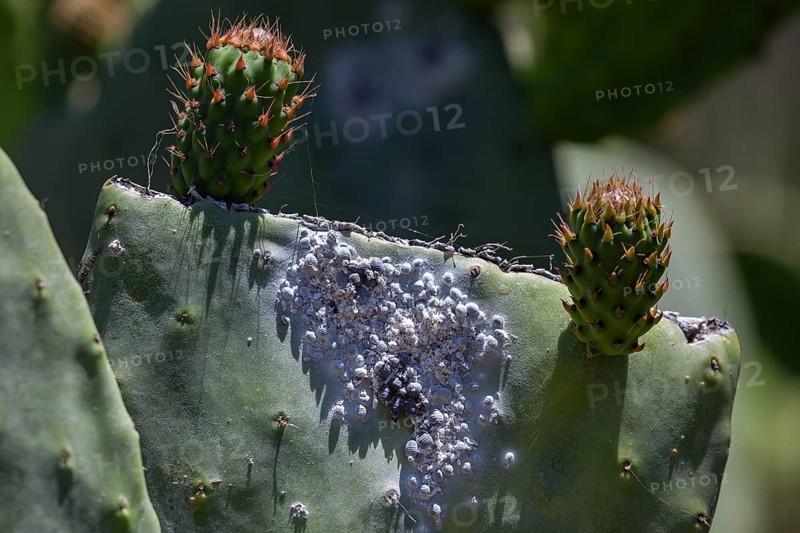 Cochineal (Dactylopius coccus) on the leaf of an Opunitie (Opuntia)
