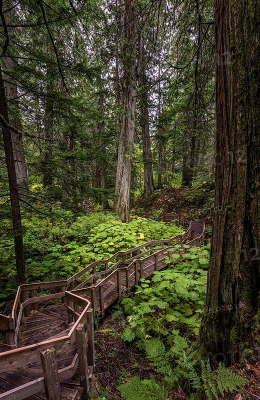 Wood path