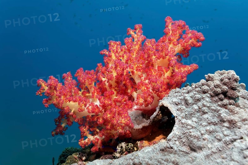 Klunzinger's Soft Coral (Dendronephthya klunzingeri) on Reef Roof