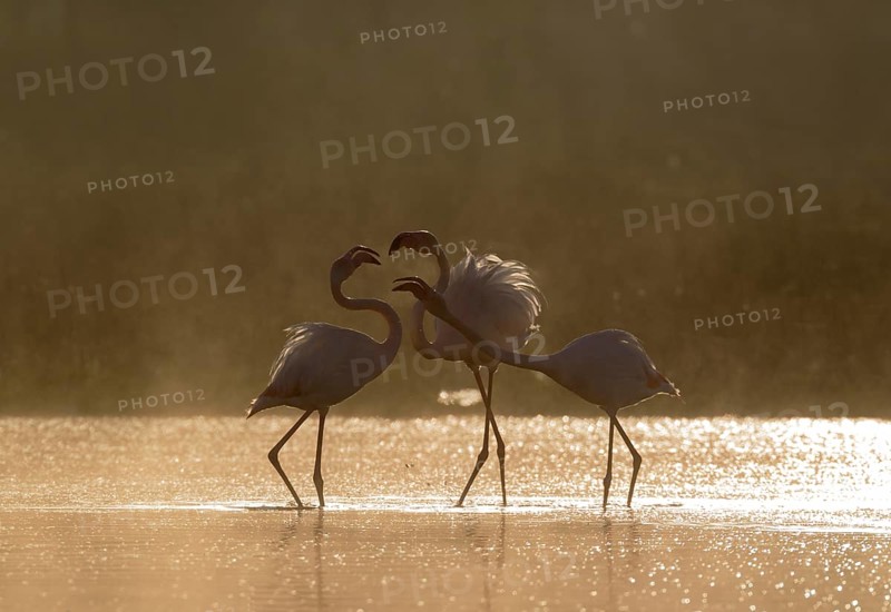 Greater Flamingo (Phoenicopterus roseus)