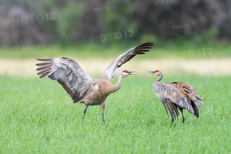 Two Sandhill cranes (Grus canadensis) on field