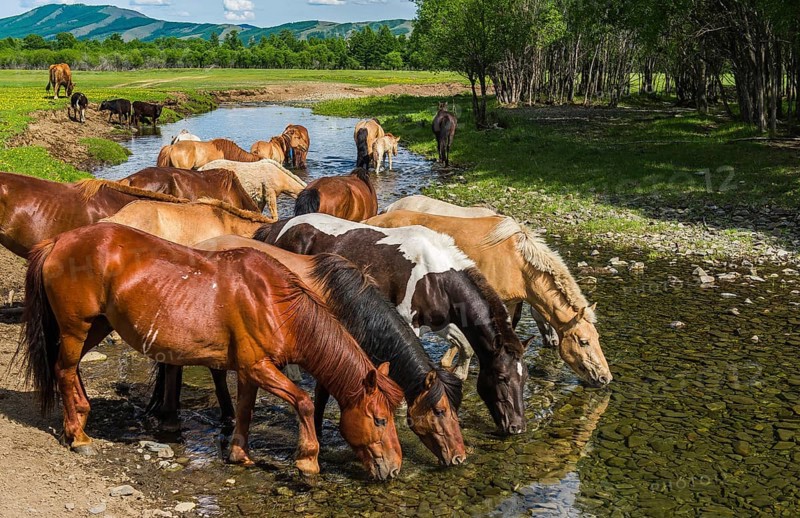 Flock of horses drinking water from a river