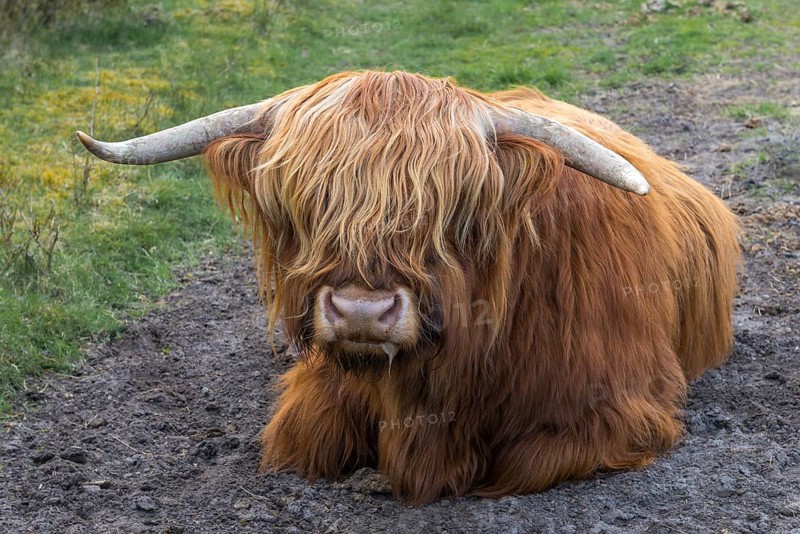 Highland Cattle (Bos primigenius taurus)