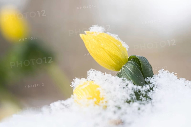 Winter aconite (Eranthis hyemalis)