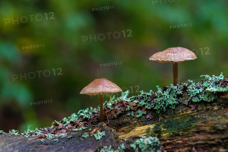 Two Bonnets (Mycena) on deadwood