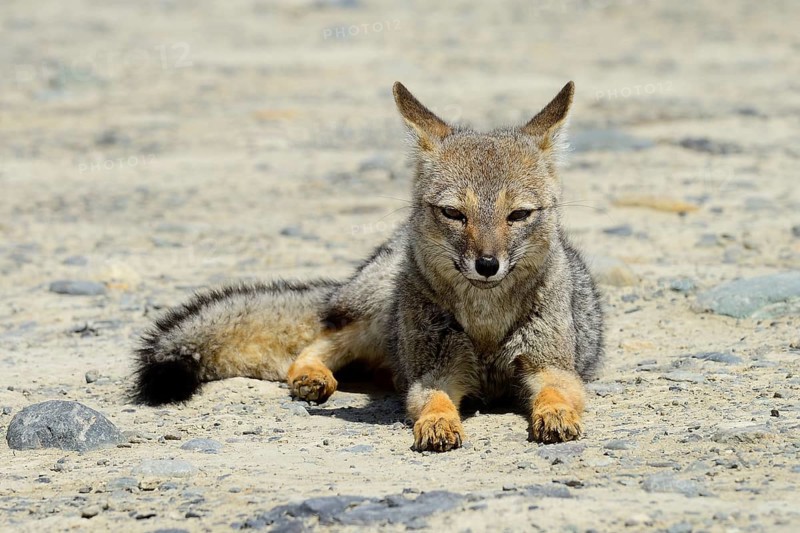 South American gray fox (Lycalopex griseus)