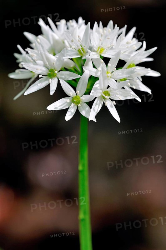 Ramsom (Allium ursinum)