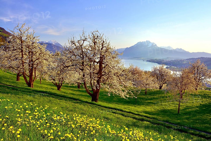 Cherry trees (Prunus) in bloom at Kussnacht am Rigi