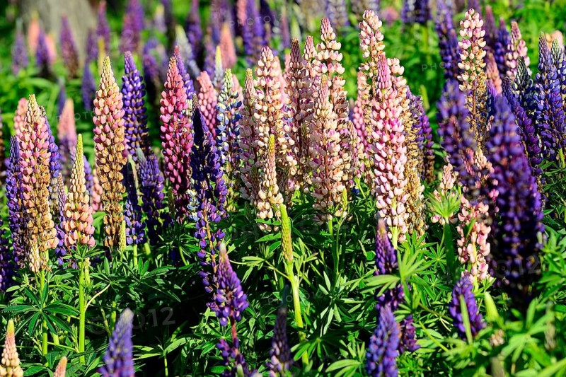 Pink and violet flowering Lupins (Lupinus)