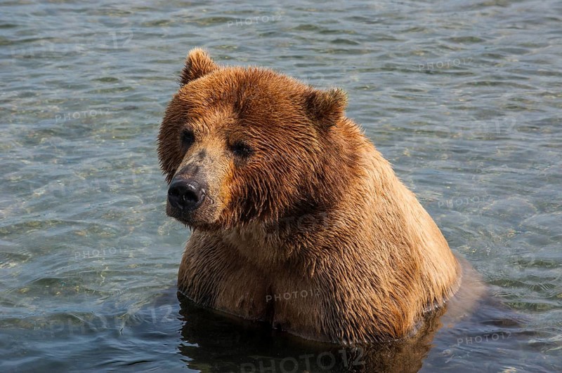 Kamchatka brown bear (Ursus arctos beringianus) in Water