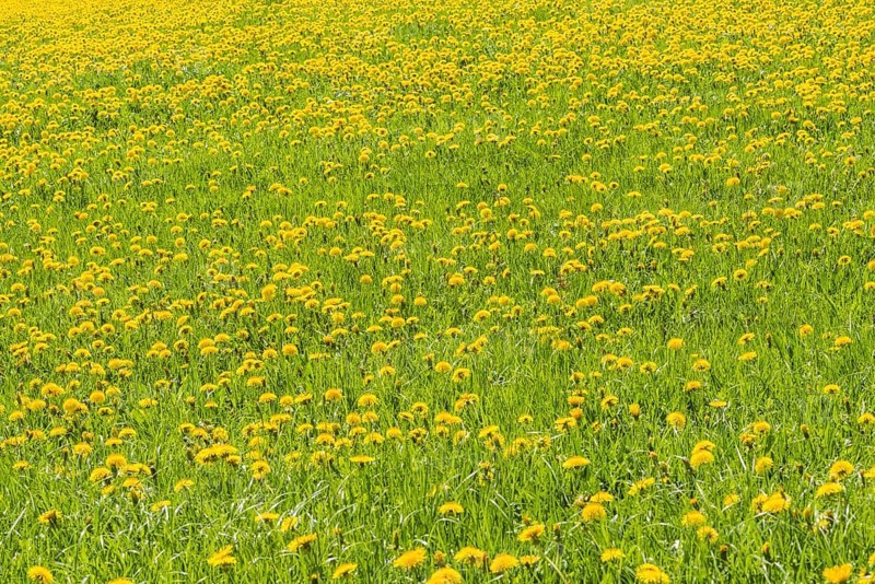 Blooming Dandelion meadow (Taraxacum)