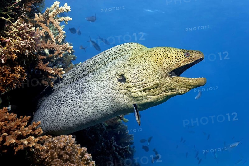 Giant Moray moray (Gymnothorax javanicus) with open mouth protrudes from hole in coral reef
