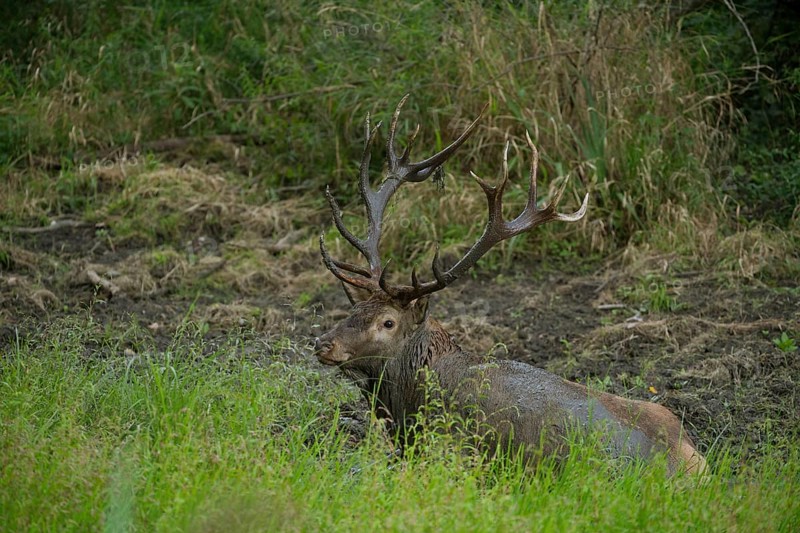 Red deer (Cervus elaphus) in the wallow