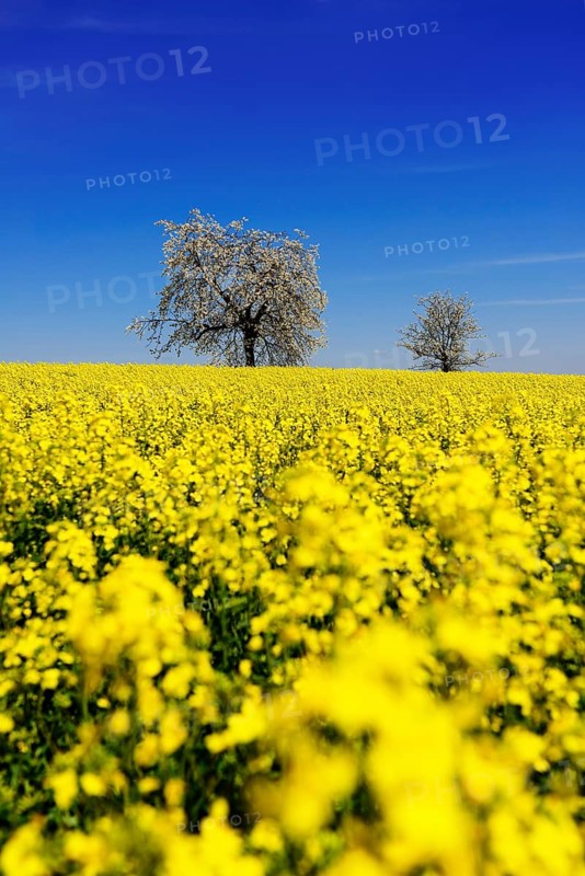 Rapeseed fields and blossoming cherry trees near Stucht