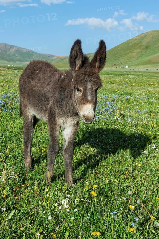 Donkey