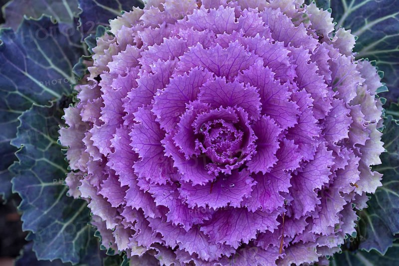Ornamental Cabbage (Brassica oleracea var. acephala)