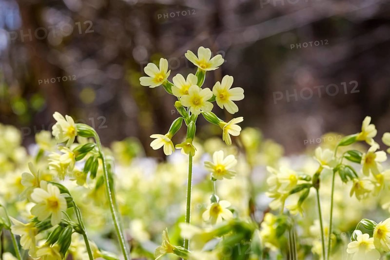 True oxlip (Primula elatior)