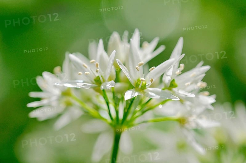Ramsom (Allium ursinum)