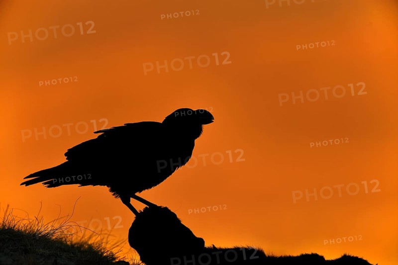 White-necked raven (Corvus albicollis) silhouette against light at sunrise