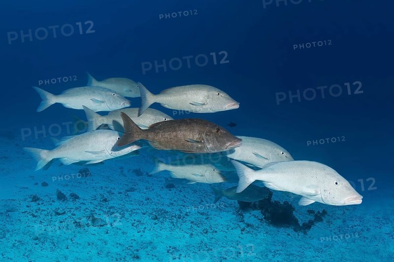 Fish swarm